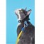 Arnes + Correa para gato Dashi Licencia Oficial Muskehounds Artículos para mascotas