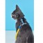 Arnes + Correa para gato Dashi Licencia Oficial Muskehounds Artículos para mascotas