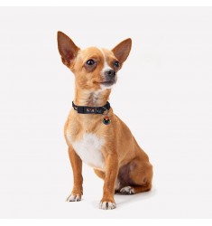 Collar para perros disney pride Licencia Oficial Cerdá